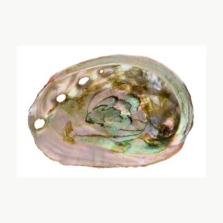 Grande conchiglia di abalone forata Vives
