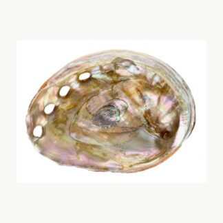 Piccola conchiglia di abalone forata Vives